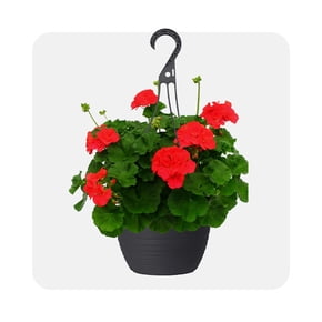 Shop hanging flower basket
