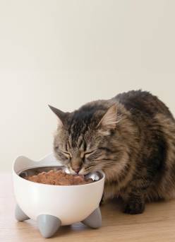 Purfect bowls & fountains
