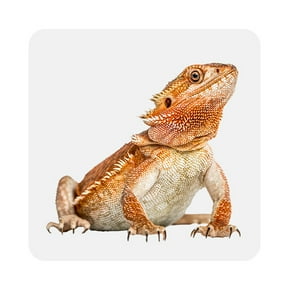 Reptiles & amphibians