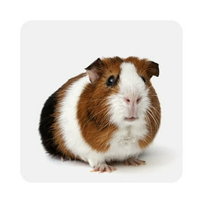 Guinea pig