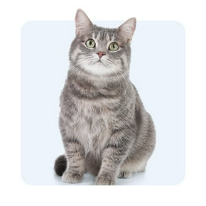 Chats adultes (1 à 7 ans)