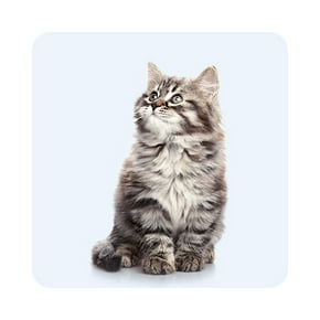 Chatons (0 à 12 mois)