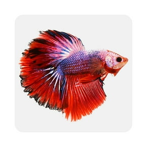 Fish & aquatics