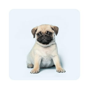 Puppy (0 to 12 months)
