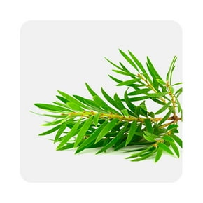 Produits à base d'huile d'arbre à thé