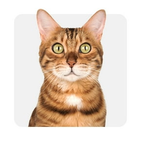 Shop all cat supplies