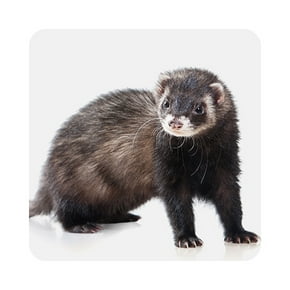 Ferrets & more