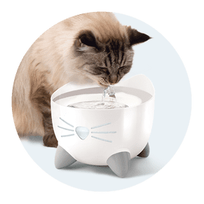 Fountains & feeders