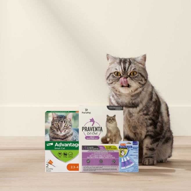 Flea & tick prevention