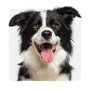 Shop all dog supplies