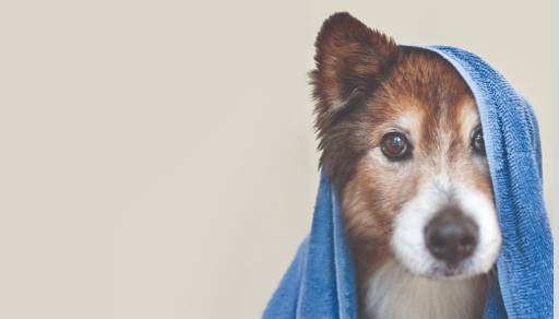 Keep your pooch clean