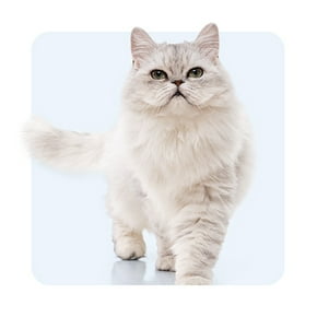 Chats âgés (7 et plus)