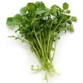 thumbnail image 1 of Watercress, Sold in bunches, 1 of 1