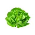 thumbnail image 1 of Lettuce, Butter, 1 of 1