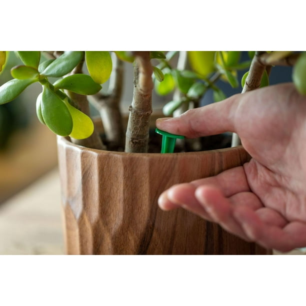 Bâtonnets d'engrais pour plantes d'intérieur Miracle-Gro - 24 bâtonnets  Pour toutes les plantes 