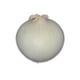 Oignon blanc, Vendue individuellement, 0,24 - 0,39 kg – image 5 sur 5