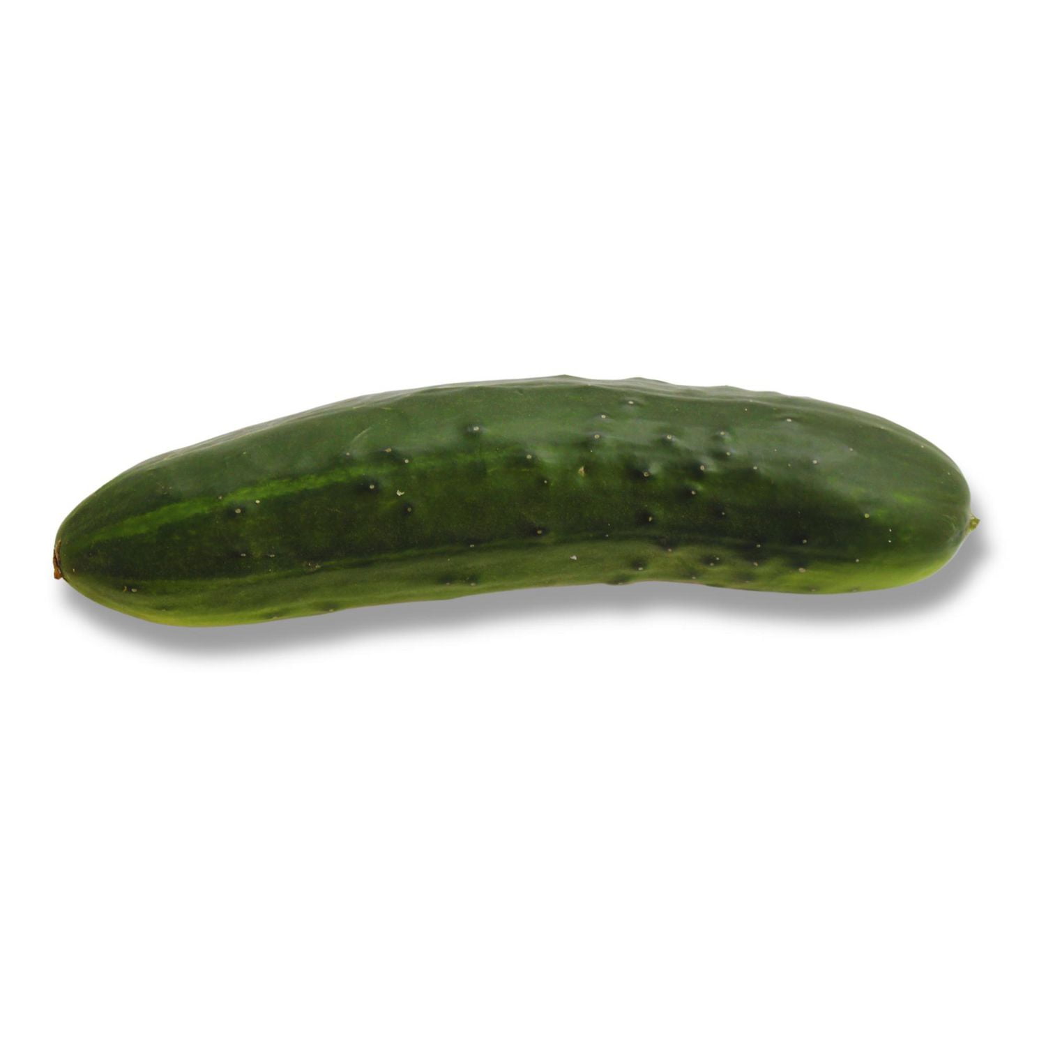 Field Cucumber, 1 EA