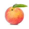 thumbnail image 1 of Nectarine, White, Sold in Singles, 1 of 1