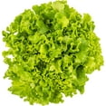thumbnail image 2 of Inspired Greens Living Lettuce Fresh & Familiar Green, Living Lettuce Green, 2 of 2