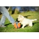Chuckit! Grand jouet pour chien Kick Fetch Kick to Play Ball Couleur haute visibilité – image 5 sur 7