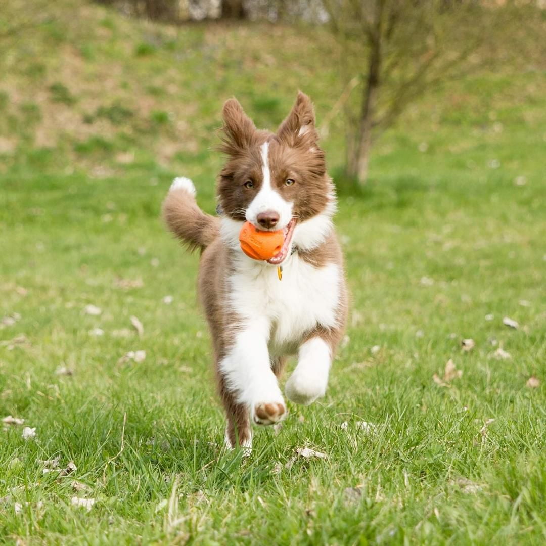 Dog shop fetching ball