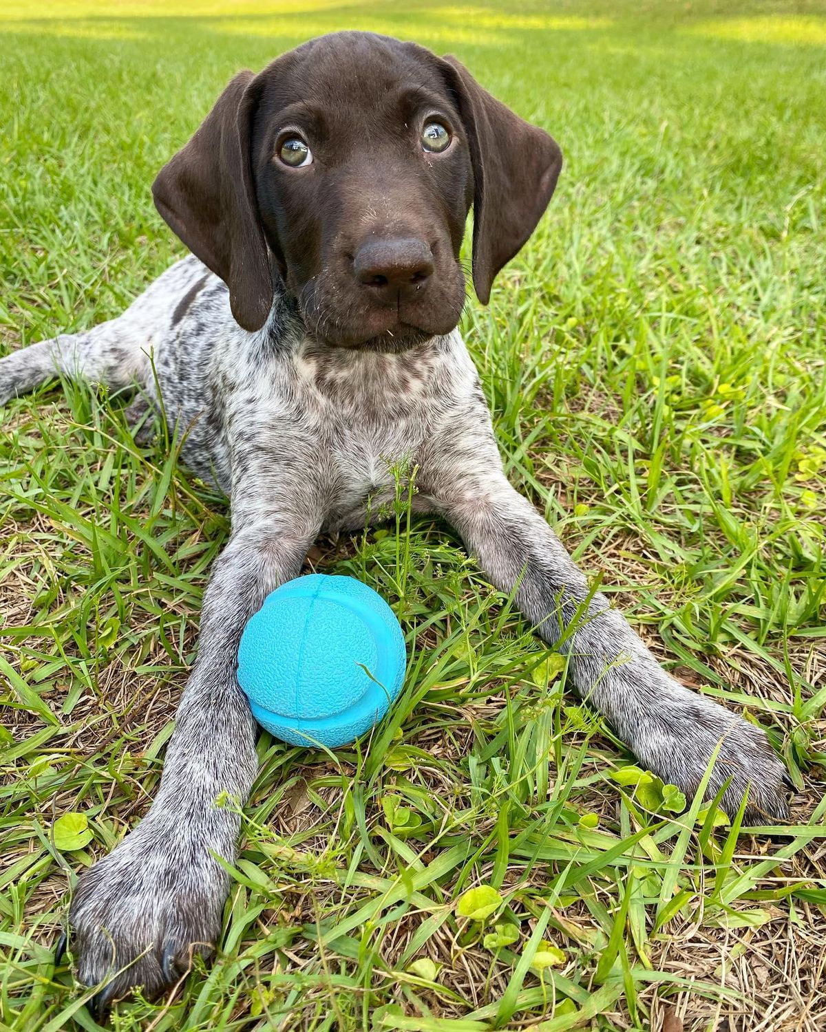 Dog 2024 fetching ball