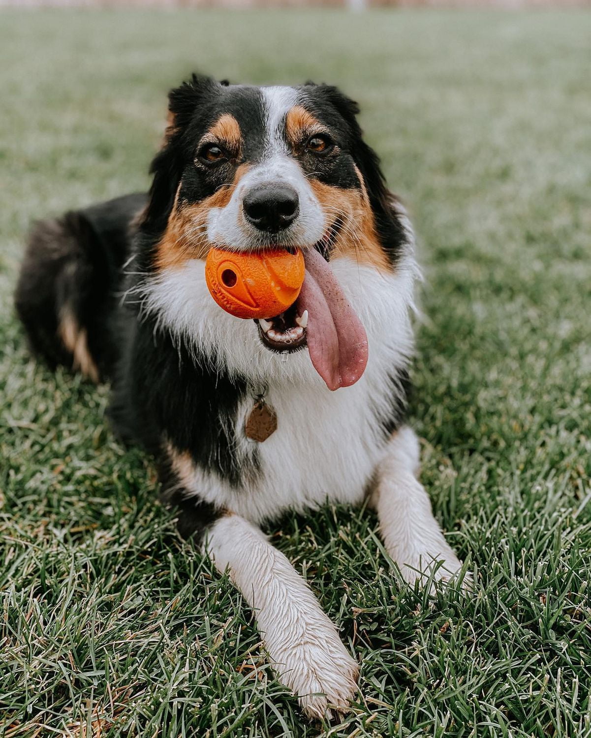 Chuckit Large Fetch Ball Dog Toy 3 Ball Toy