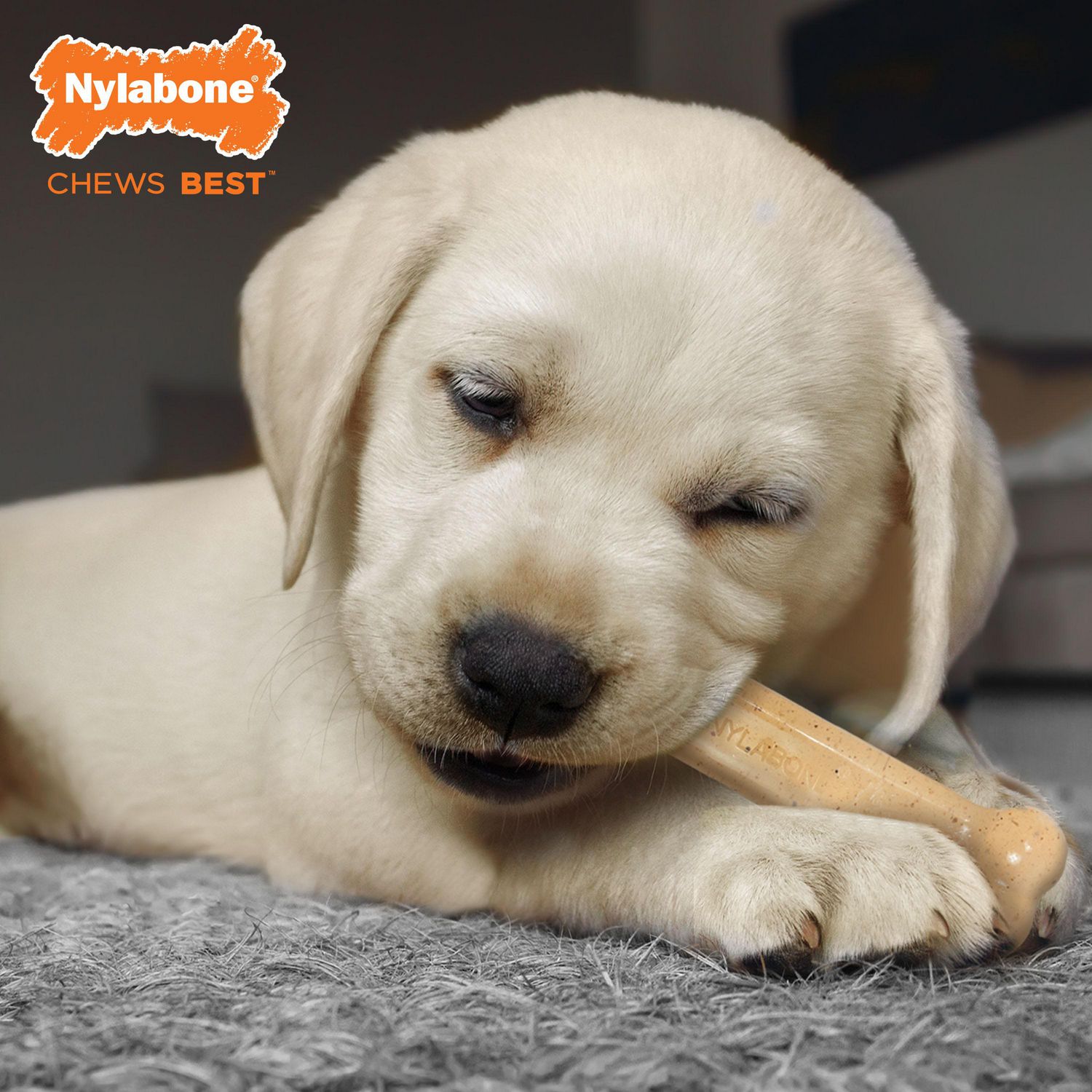 Puppy store ate nylabone