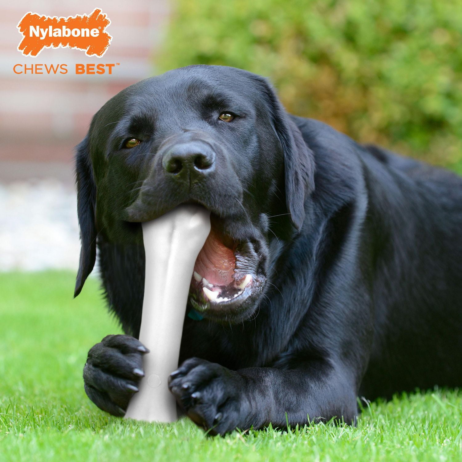 nylabone dangers