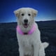 Nite Ize Collier de sécurité pour chien NiteHowl à DEL - Rose – image 5 sur 5