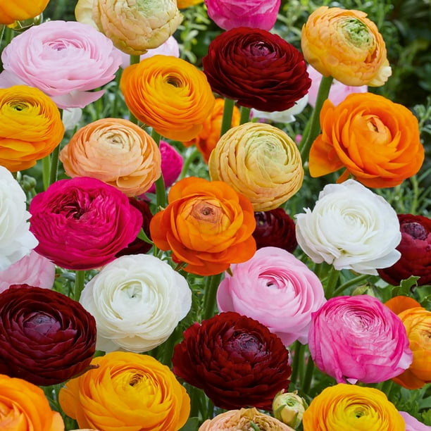 TASC Flower Bulbs Ranunculus Asiaticus Assorted (20 Bulbs) Walmart.ca
