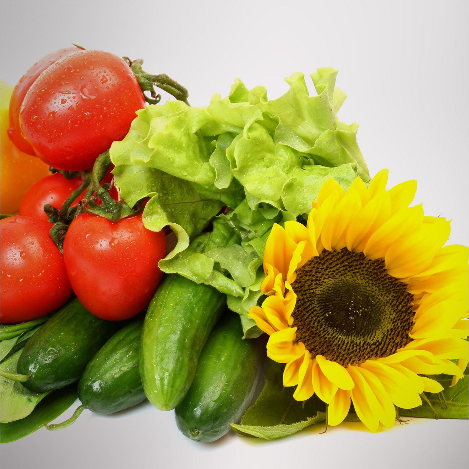 AeroGarden Grow Anything Seed Pod Kit (6-Pod)