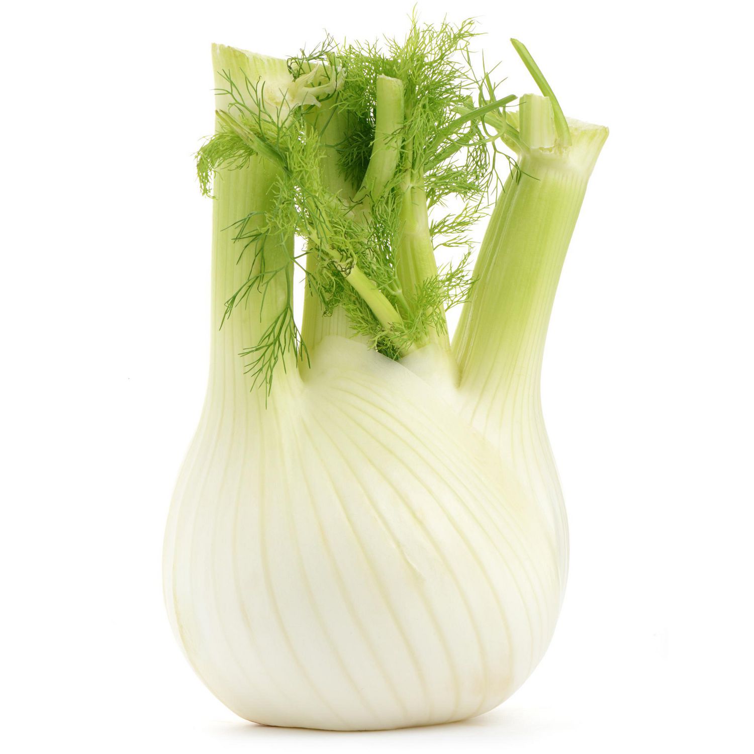 Fennel is crunchy and slightly sweet, adding a refreshing contribution to t...