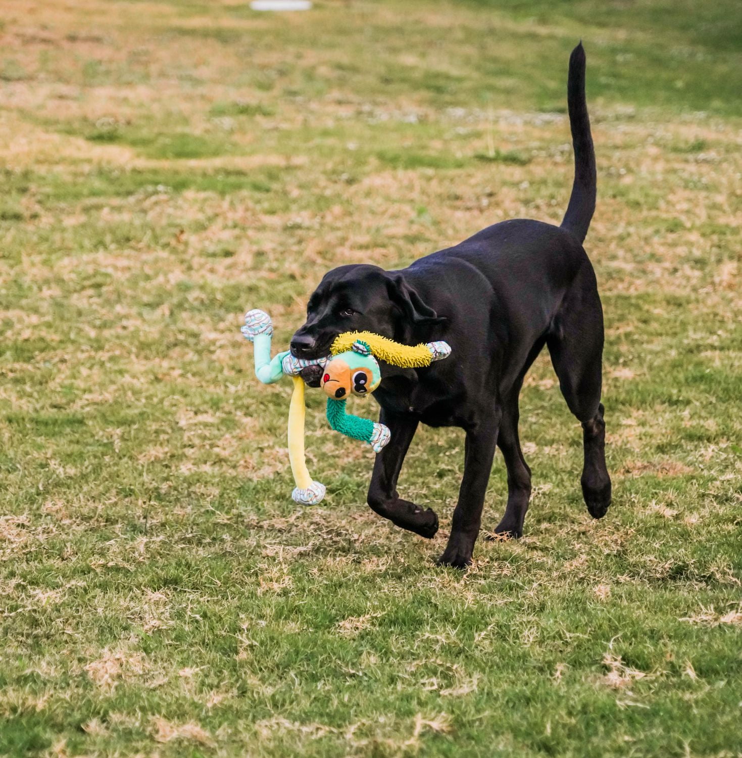 Multipet dog shop toys walmart