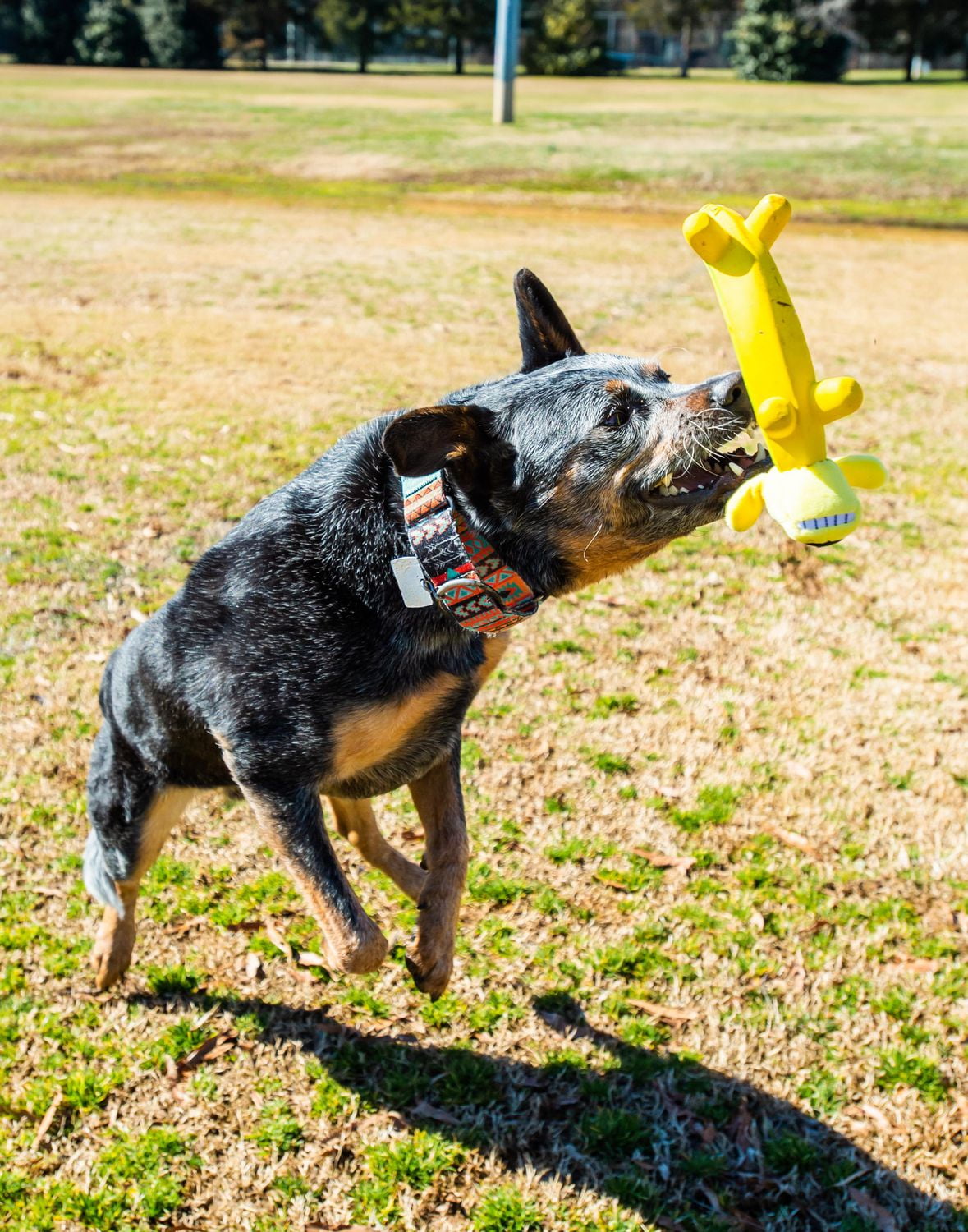 Multipet Smiling Loofa Dog Plush Latex Banana Dog Toy Plush