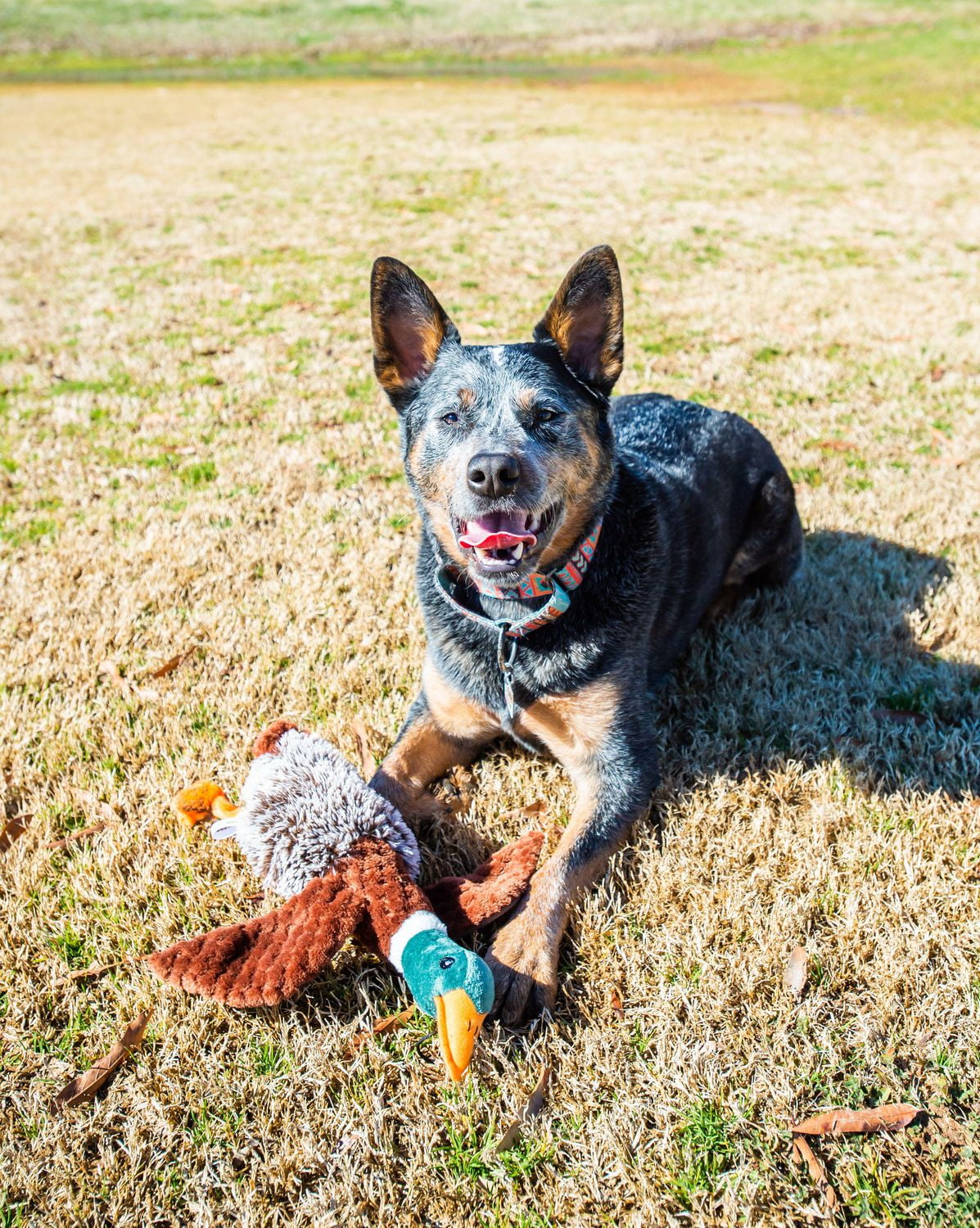 Dog comfort outlet toy