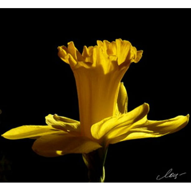 Laila's Inc Daffodil