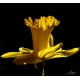 Laila's Inc Daffodil - image 1 of 1
