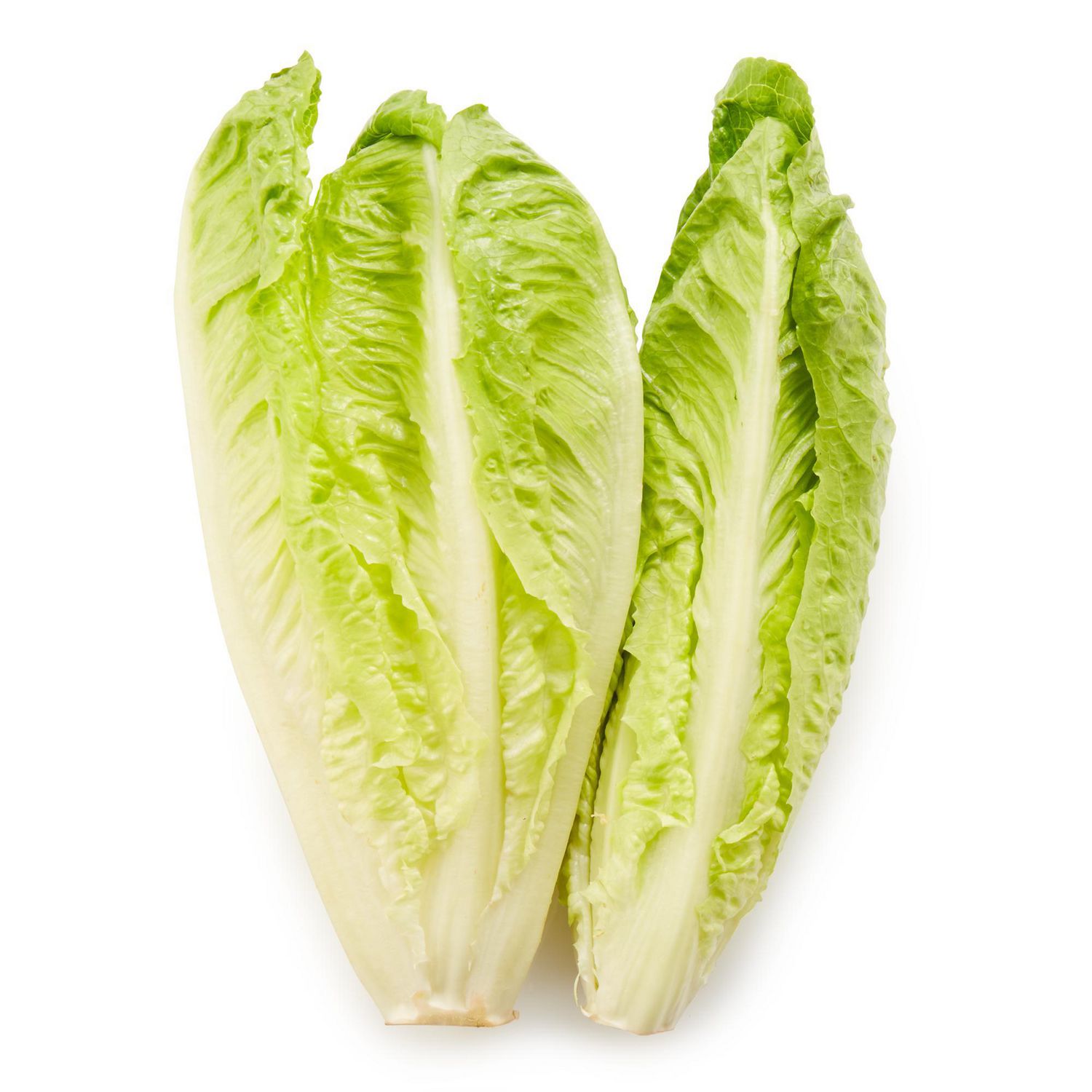 Lettuce, Romaine, Sold in singles single romaine lettuce heart, front-facing with compact upright head and crisp ribbed green leaves and pale central ribs on a neutral background; suitable as a salad base or low‑carb wrap, rich in vitamins A and K.