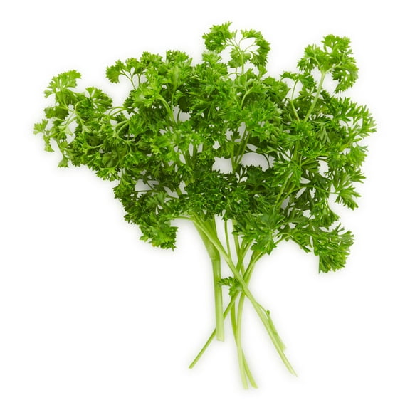 Persil frisé frais Vendu en botte