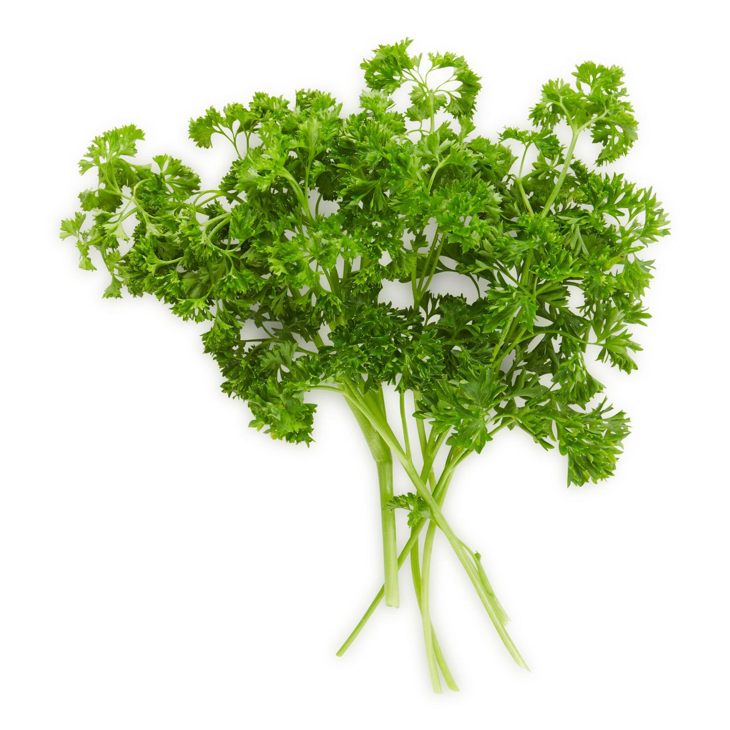 Parsley, Curly, Fresh, Sold in bunches