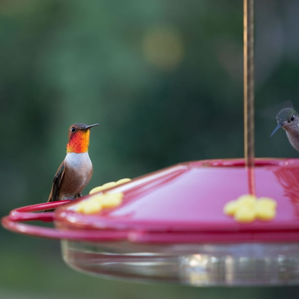Mangeoire à colibri en verre taille pincée Perky Pet, 8 oz