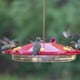 Abreuvoir à colibris Hummingbird Oasis, 16 oz, de Perky-Pet – image 5 sur 9
