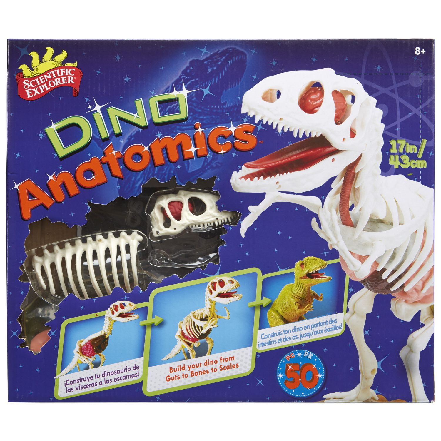 Scientific Explorer® Scientific Explorer Dino Anatomics Craft Sets ...