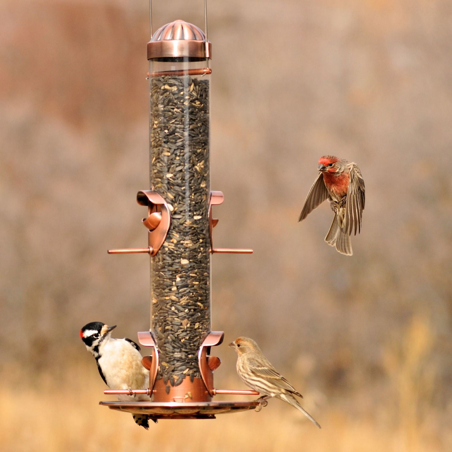 Perky-Pet 2-In-1 Wild Bird Feeder Copper