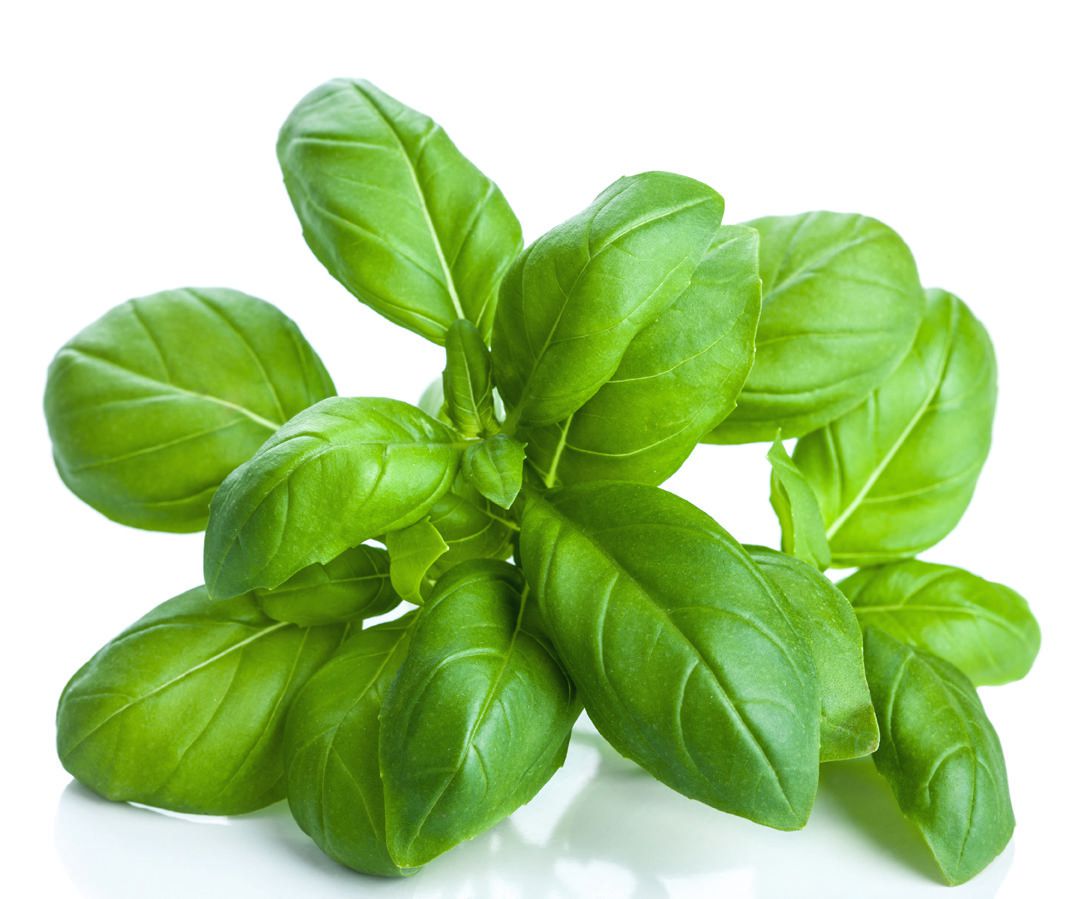 Seeds are Easy Basil Herb Walmart.ca