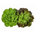 thumbnail image 2 of Red and Green Salanova Lettuce, Two heads of lettuce (1 x 2 units), 2 of 4