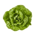 thumbnail image 2 of Butter Lettuce, 2 of 3