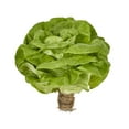 thumbnail image 3 of Butter Lettuce, 3 of 3