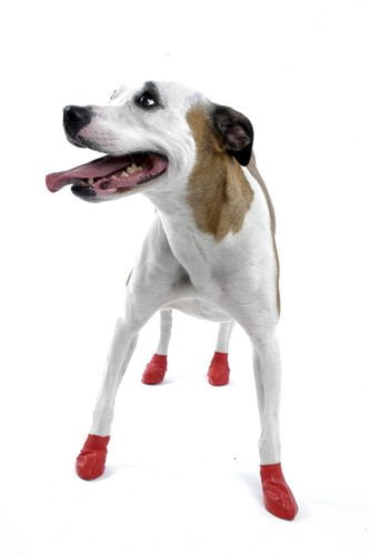 Pawz dog clearance boots small